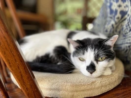 ペットのみ供養する納骨堂・ペットと飼い主が一緒に眠れる納骨堂