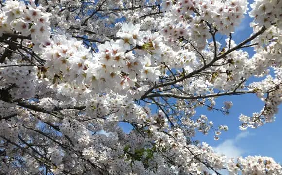 秋川薬師霊苑