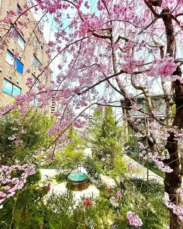 春には綺麗な桜が咲きます