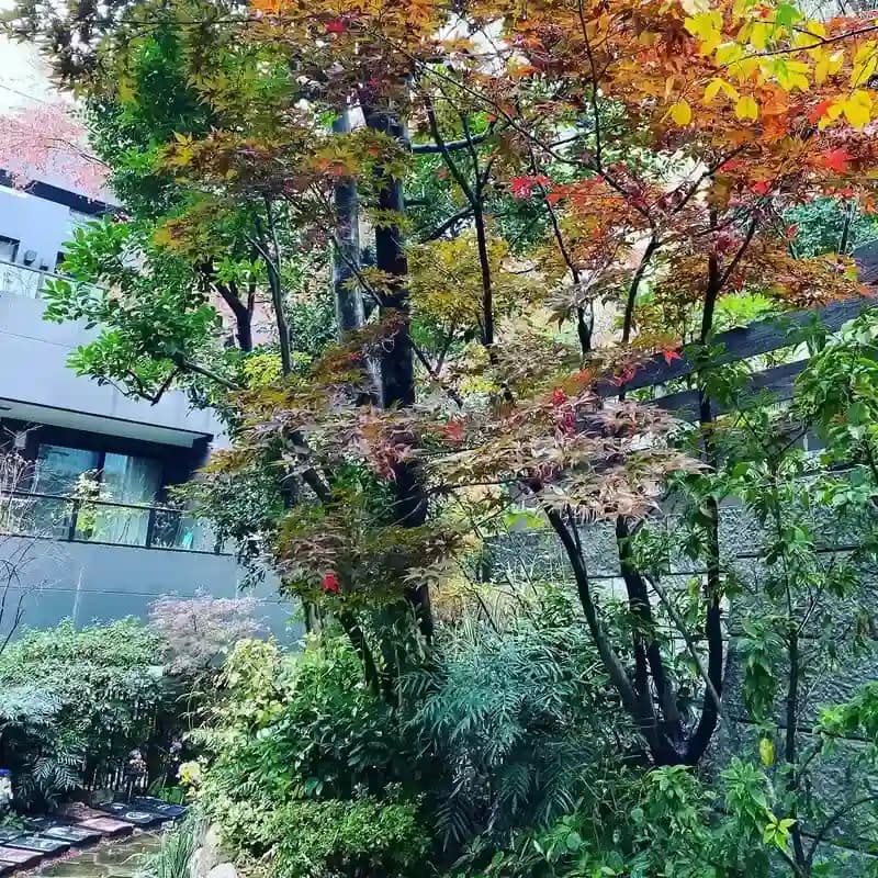紅葉