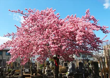 新高円寺修行寺墓苑