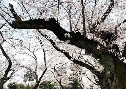 【谷中ガーデン墓地】花壇墓園