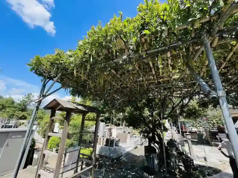 植栽