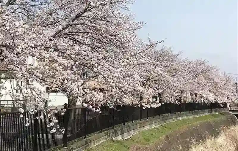 八王子みなみ野駅から川沿いの桜並木