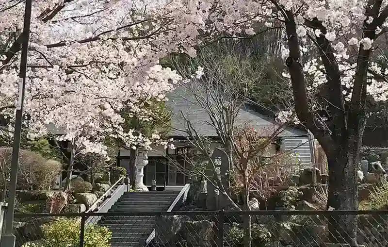 境内の桜