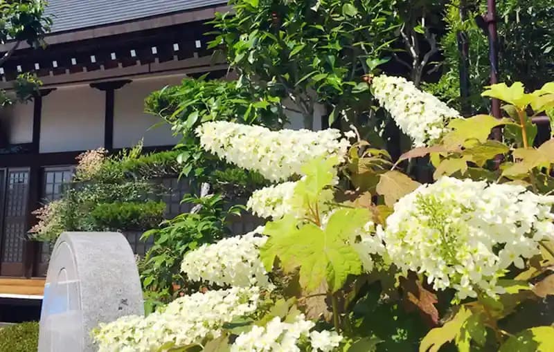 紫陽花