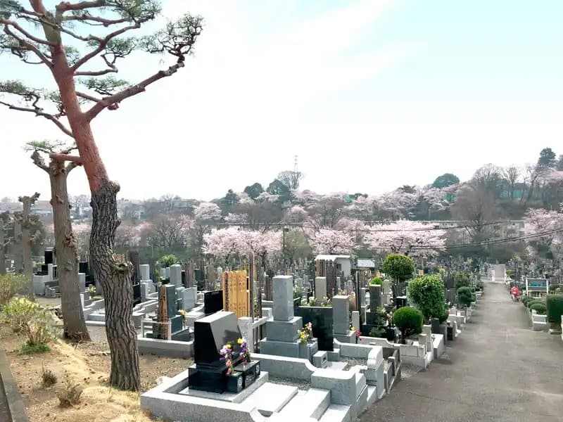 春には綺麗な桜が咲きます
