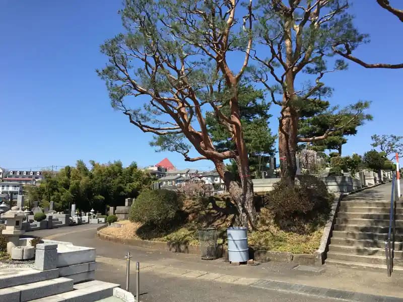 シンボルツリーの赤松