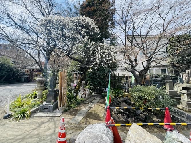 綺麗な植栽