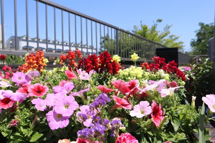 花壇式樹木葬　桜花（おうか）