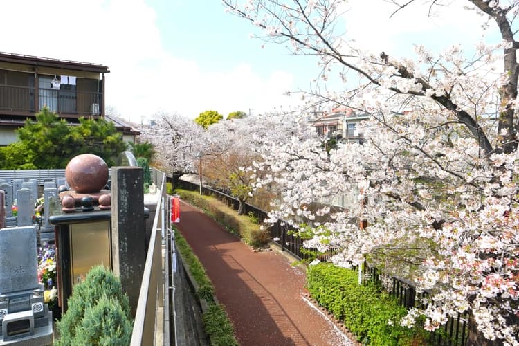 霊園裏手の桜並木