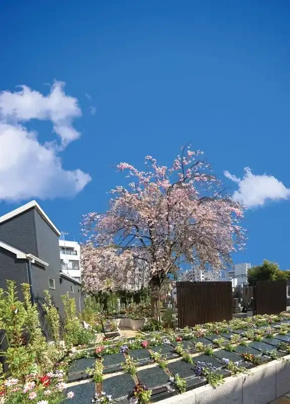 宗参寺　樹木葬『結いの桜』『優美の舞』