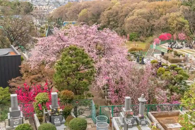 満開の桜