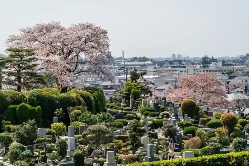 整えられた木々と桜が美しい霊園