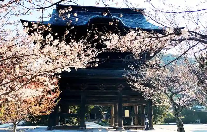「愛樹木葬」北鎌倉四季の風樹木葬墓地