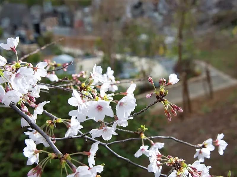 ⻄勝寺 あざみ野庭苑