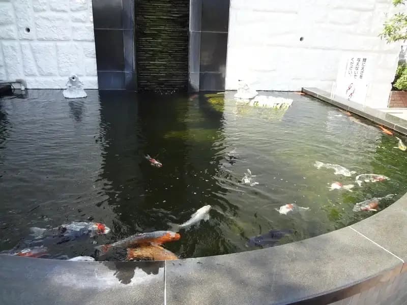綺麗な池