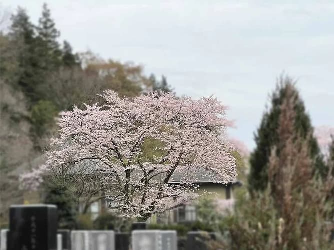 バラの里 おぎの聖地公園