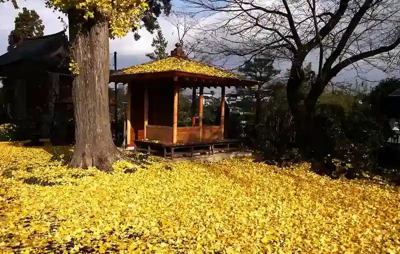 イチョウの積もる境内