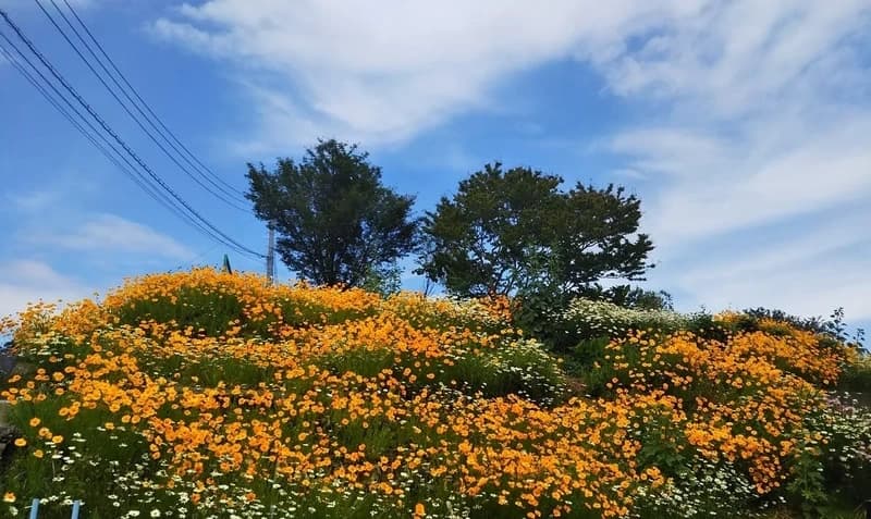 樹木葬墓地「西湘令和の杜」