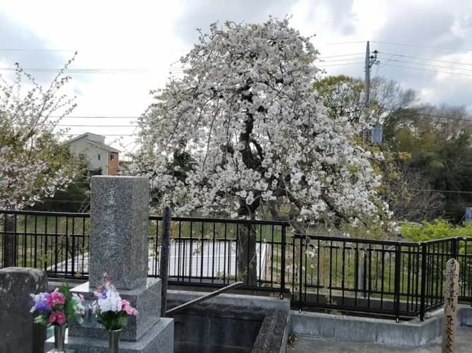 妙傳寺 のうこつぼ