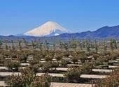 平塚中央霊園