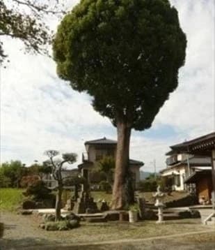 養徳寺墓苑