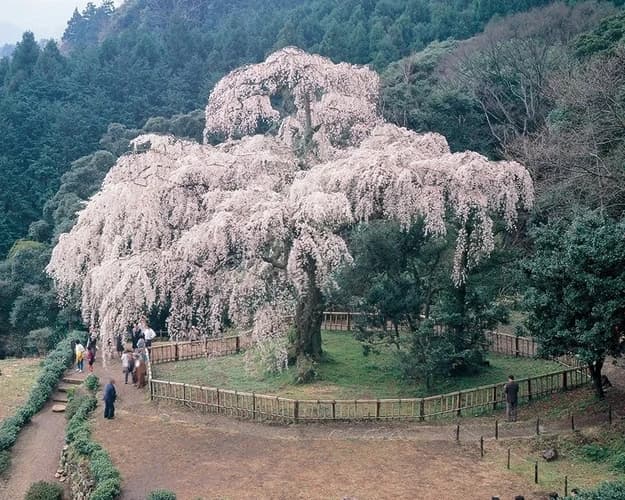 長興山 紹太寺 一般墓・永代供養墓