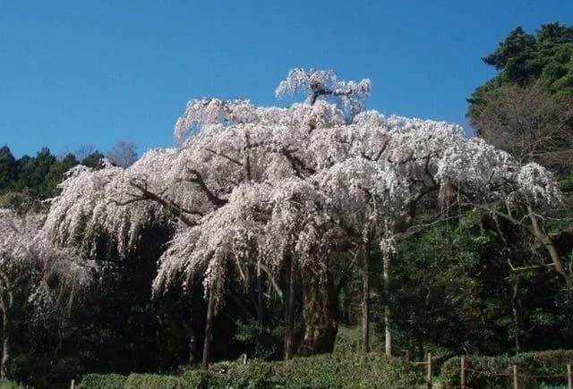 長興山 紹太寺 一般墓・永代供養墓