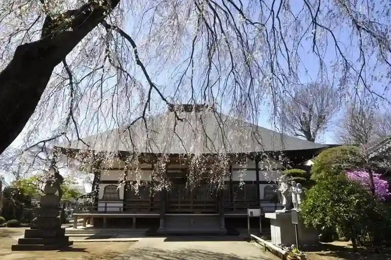 枝垂れ桜と本堂