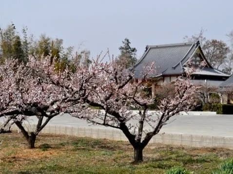 香最寺 梅花霊苑