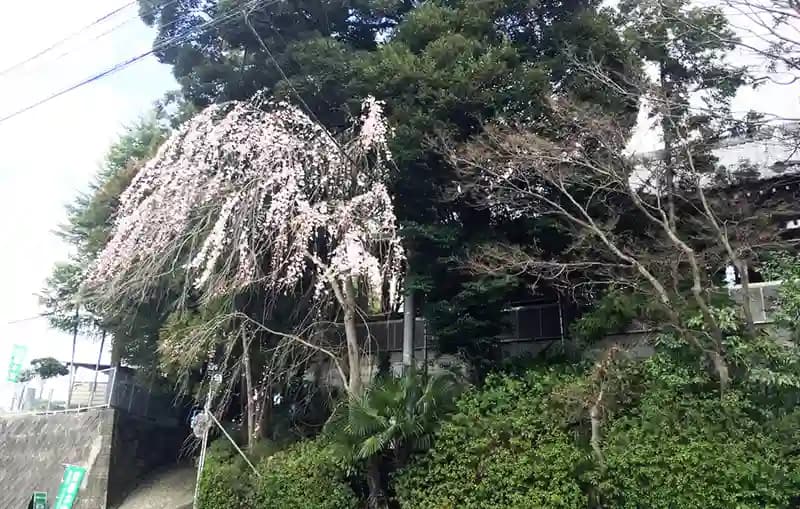 「愛樹木葬」柏樹木葬墓地