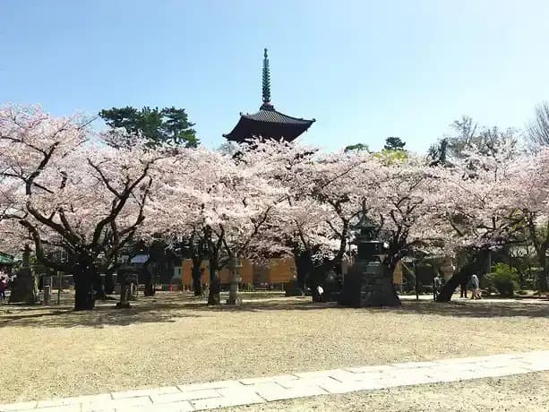 大本山 法華経寺墓苑