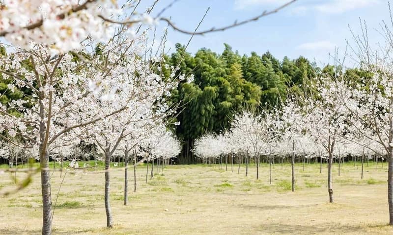 西の杜 「ブルームガーデン」