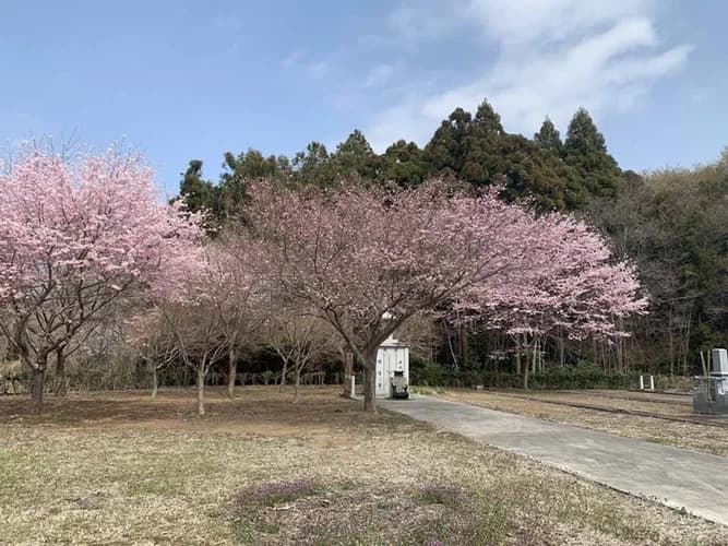 プレミアム「古河さくらの郷」樹木葬墓地