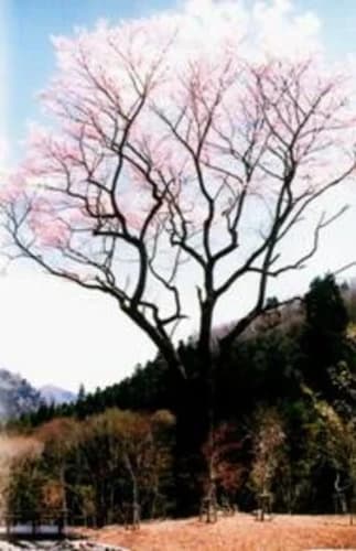那須塩原市営 塩原温泉さくら公園墓地