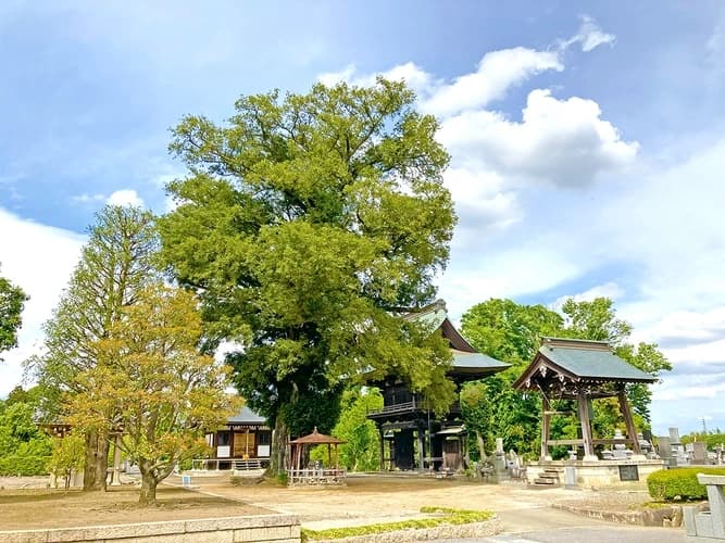 墓地から見た鐘楼とカヤの木