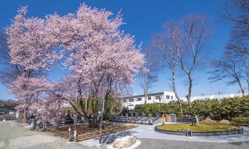 五輪桜がきれいな墓域