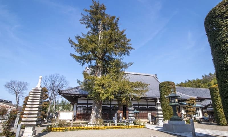 樹齢500年の県指定天然記念物のカヤの木