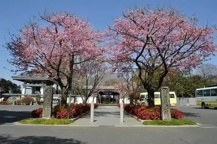 寺院入り口　桜