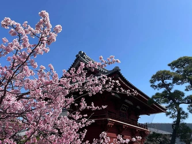徳願寺 のうこつぼ