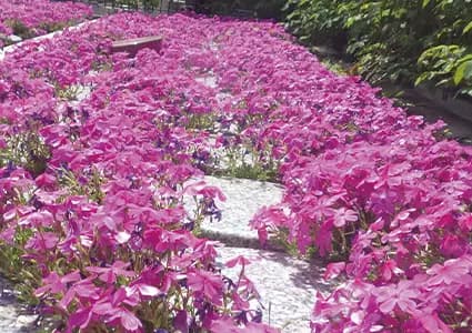 神楽坂 樹木葬 あかぎガーデン