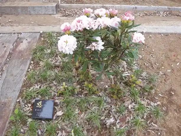 市原南霊園　樹木葬霊園