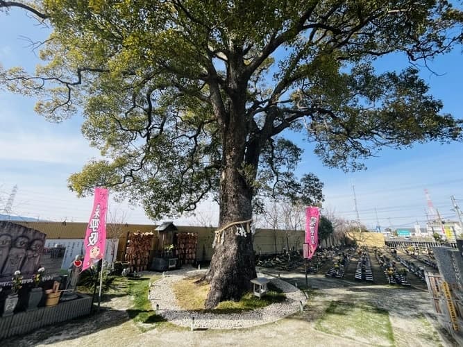 樹齢650年のくすのきの霊木