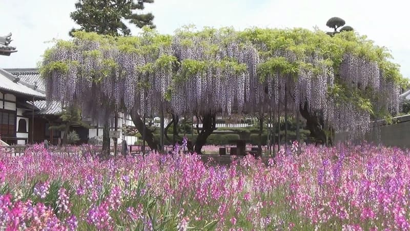 長福寺 樹木葬