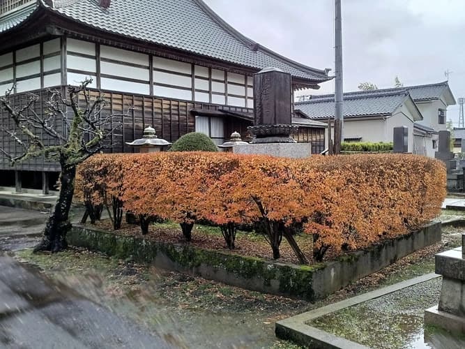 燕念輝樹木葬墓地