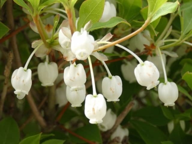 プレミアム北欧の杜とうべつ樹木葬墓地