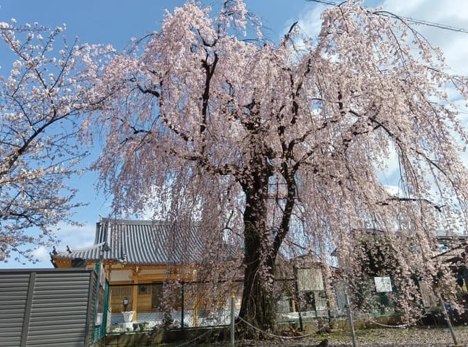 林鐘寺 永代供養付墓「いとざくら」