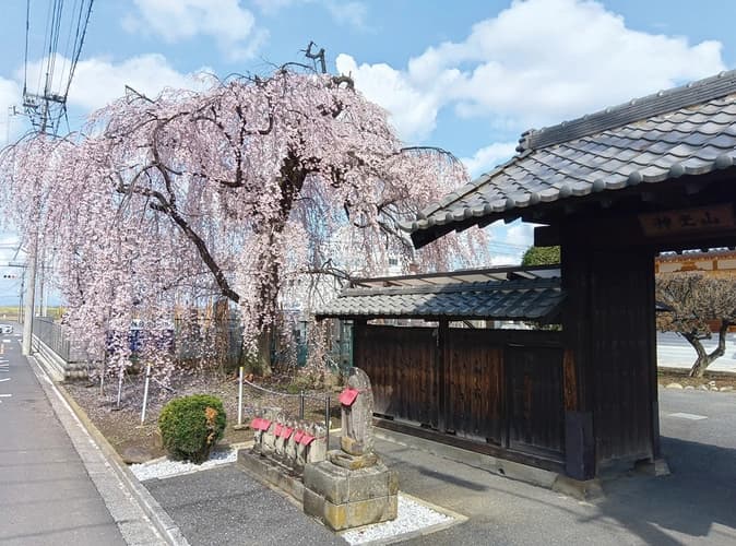 林鐘寺 永代供養付墓「いとざくら」
