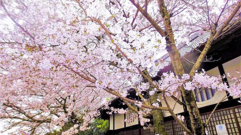 偲墓 信行寺